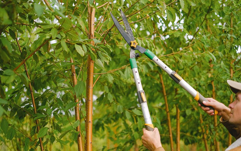 Tree trimming in Wolflake, IN