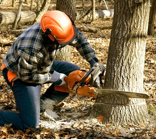 Tree Removal in Wolflake, IN
